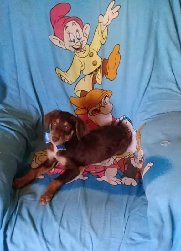 Cachorro ra a srd idade 2 a 6 meses nome Dois machinhos