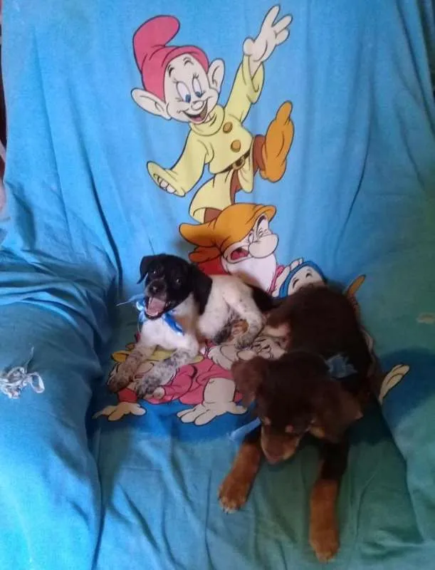 Cachorro ra a srd idade 2 a 6 meses nome Dois machinhos
