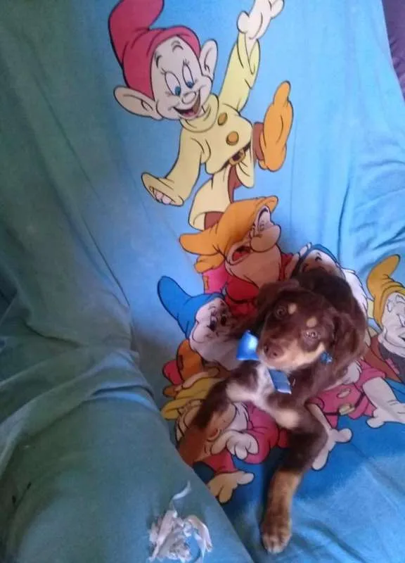 Cachorro ra a srd idade 2 a 6 meses nome Dois machinhos