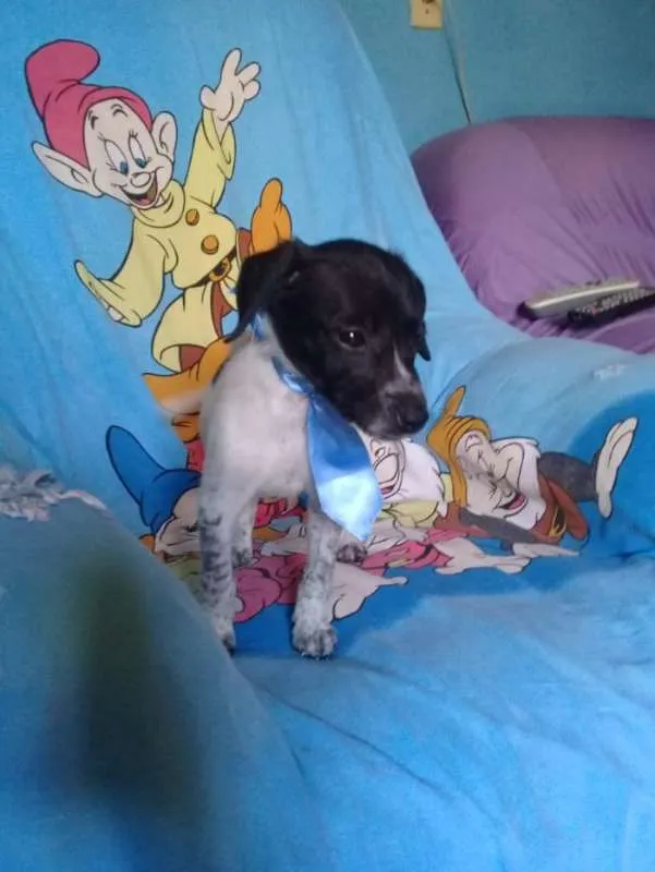 Cachorro ra a srd idade 2 a 6 meses nome Dois machinhos