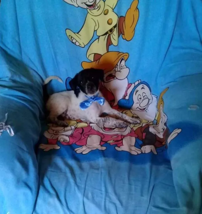 Cachorro ra a srd idade 2 a 6 meses nome Dois machinhos
