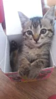 Gatinhos