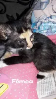 Gatinhos