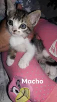 Gatinhos