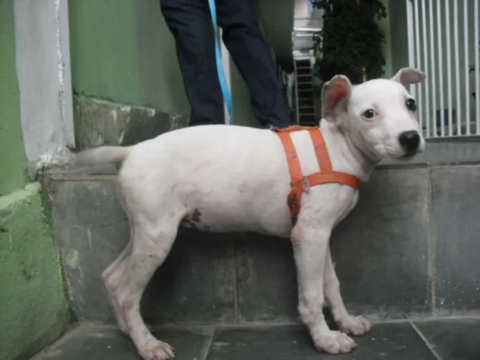 Cachorro ra a srd idade 7 a 11 meses nome Branquinha