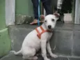 Branquinha