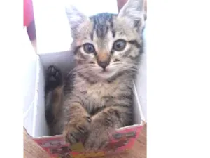Gato raça srd idade Abaixo de 2 meses nome Gatinhos