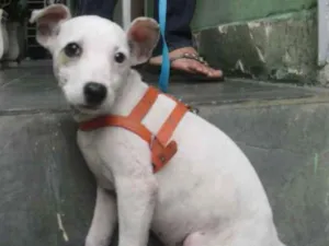 Cachorro raça srd idade 7 a 11 meses nome Branquinha