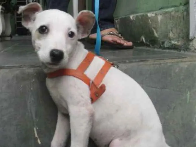 Cachorro ra a srd idade 7 a 11 meses nome Branquinha