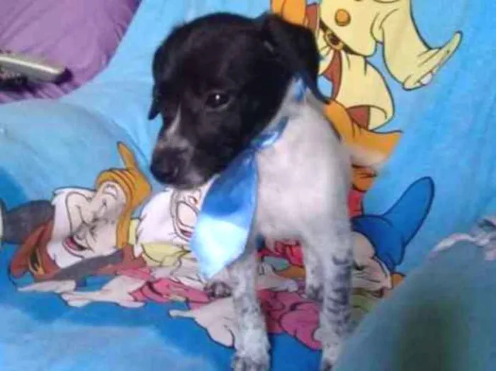 Cachorro ra a srd idade 2 a 6 meses nome Dois machinhos