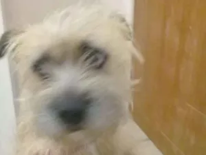 Cachorro raça Srd idade 1 ano nome Bebel