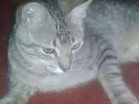 Gato ra a N idade 2 a 6 meses nome Léo 