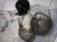 Gatos filhotes