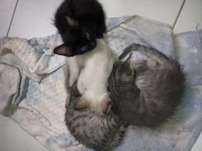 Gato raça Vira lata idade Abaixo de 2 meses nome Gatos filhotes