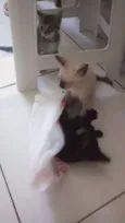 Gatos filhotes