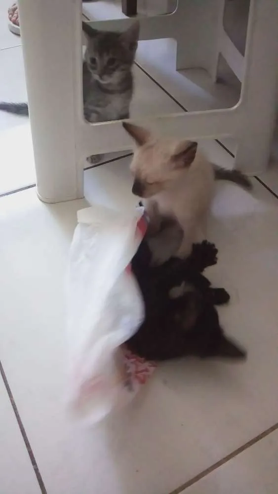 Gato raça Vira lata idade Abaixo de 2 meses nome Gatos filhotes