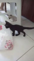 Gatos filhotes