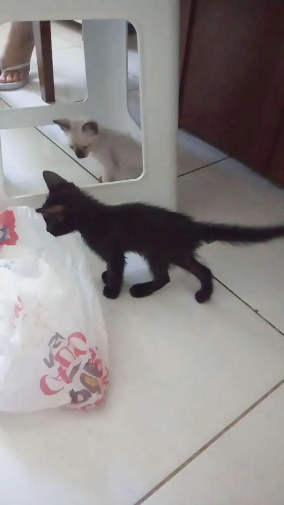 Gato raça Vira lata idade Abaixo de 2 meses nome Gatos filhotes
