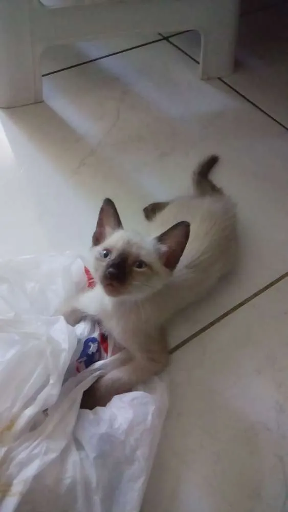Gato raça Vira lata idade Abaixo de 2 meses nome Gatos filhotes