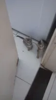 Gatos filhotes