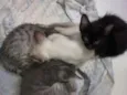 Gatos filhotes
