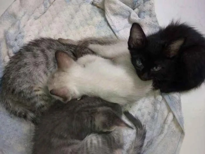 Gato raça Vira lata idade Abaixo de 2 meses nome Gatos filhotes