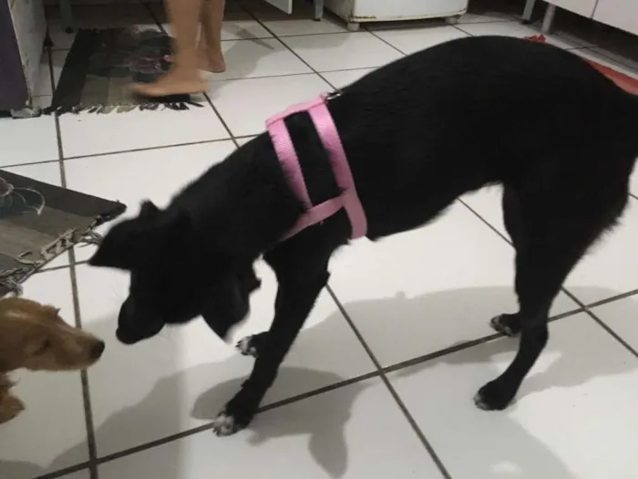 Cachorro ra a Indefinida  idade 7 a 11 meses nome Baguera