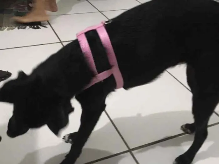 Cachorro ra a Indefinida  idade 7 a 11 meses nome Baguera