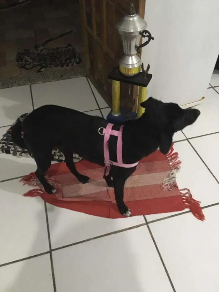 Cachorro ra a Indefinida  idade 7 a 11 meses nome Baguera