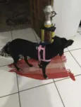 Baguera