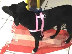 Cachorro raça Indefinida  idade 7 a 11 meses nome Baguera