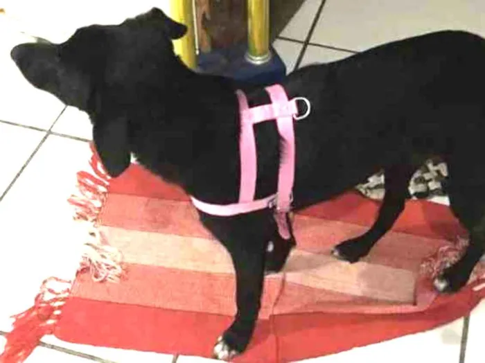 Cachorro ra a Indefinida  idade 7 a 11 meses nome Baguera