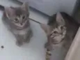 Gatos filhotes