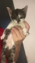 Frajolinha