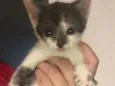 Frajolinha