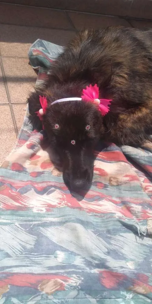 Cachorro ra a Vira lata idade 2 anos nome Xuxa