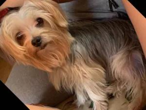 Cachorro raça Yorkshire  idade 6 ou mais anos nome Juca