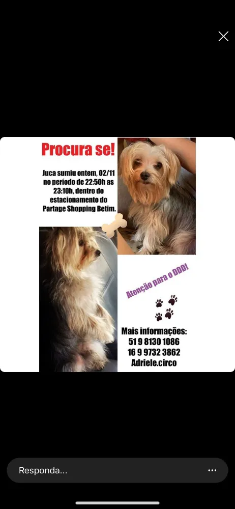 Cachorro raça Yorkshire  idade 6 ou mais anos nome Juca