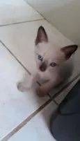 Gatos