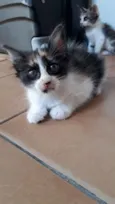 Gatos