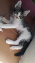 Gatos