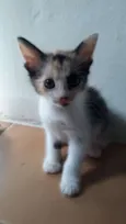 Gatos