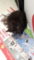 Gatos