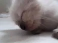 Gatos