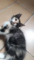 Gatos
