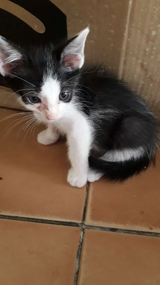 Gato ra a Varias idade 2 a 6 meses nome Gatos