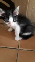 Gatos