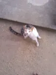 Bastet