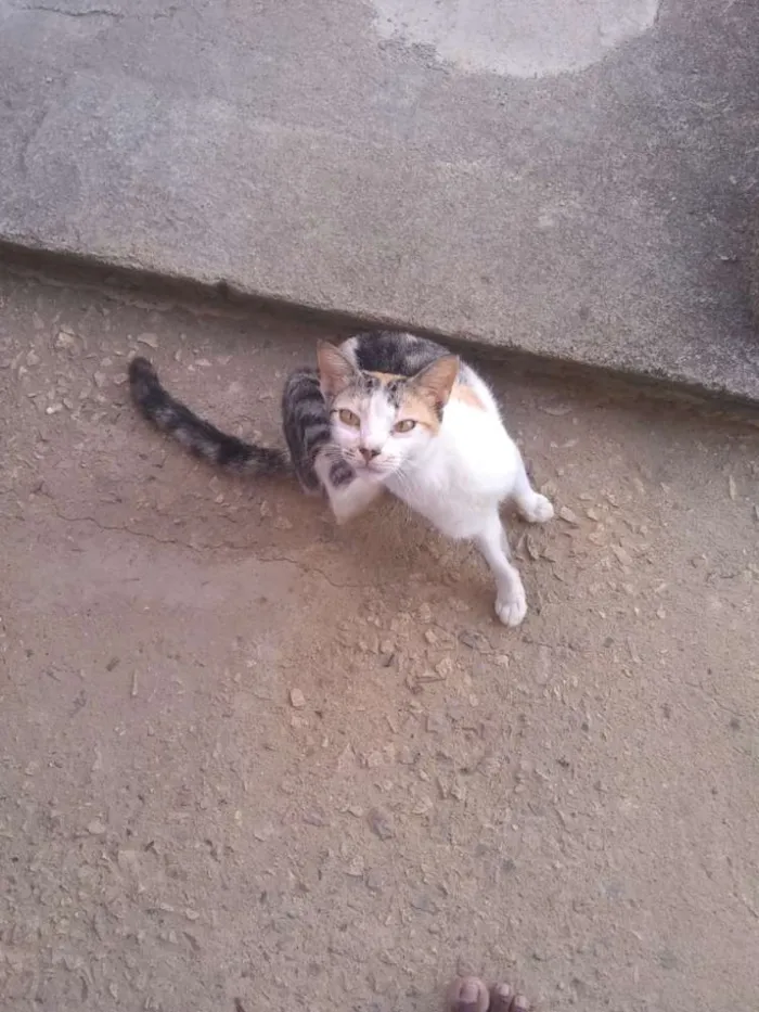 Gato ra a Srd idade 2 anos nome Bastet
