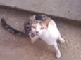 Bastet